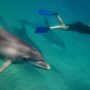 Polperro Dolphin Swims