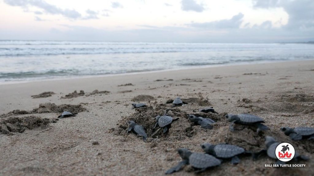 Bali Sea Turtle Society