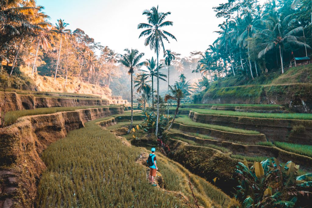 Ubud Bali Tegalalang Rice fields 