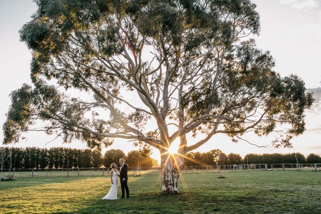 A wedding couple is under towering tree