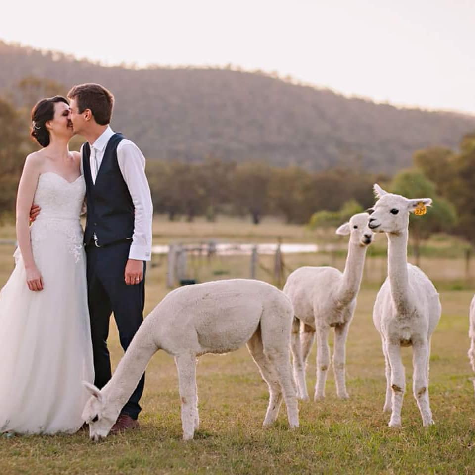 A wedding couple kissing on the farmland surrounded by alpacas