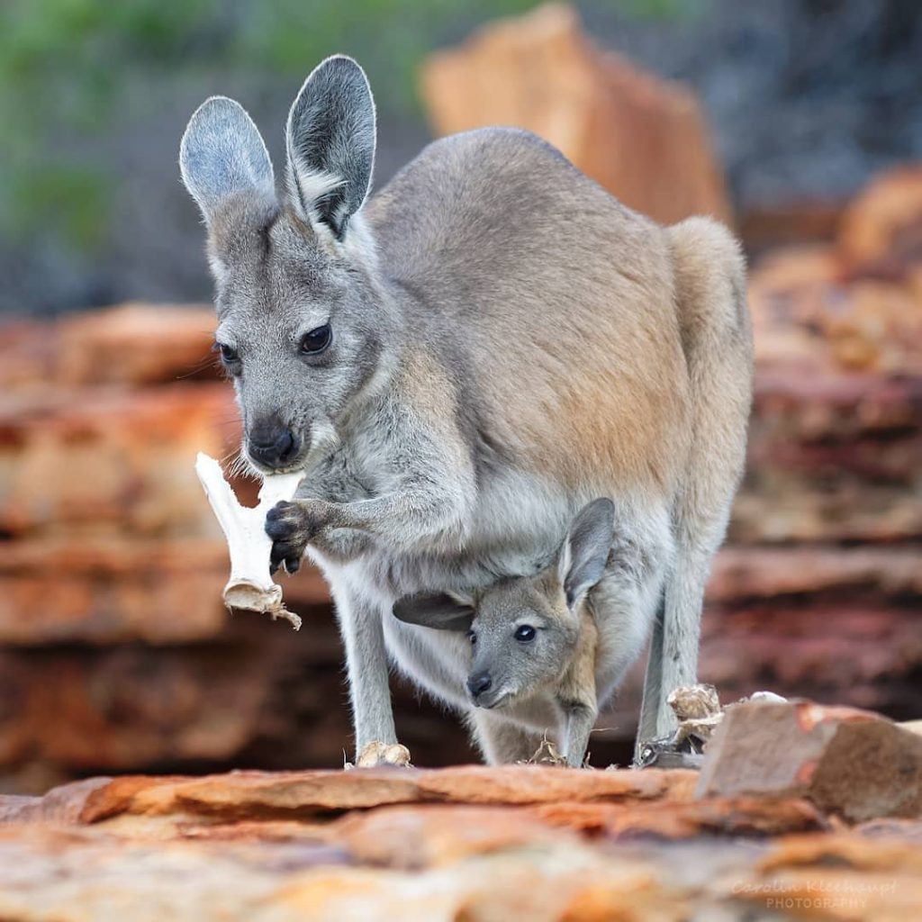 Camping Spots in Australia - Kalbarri