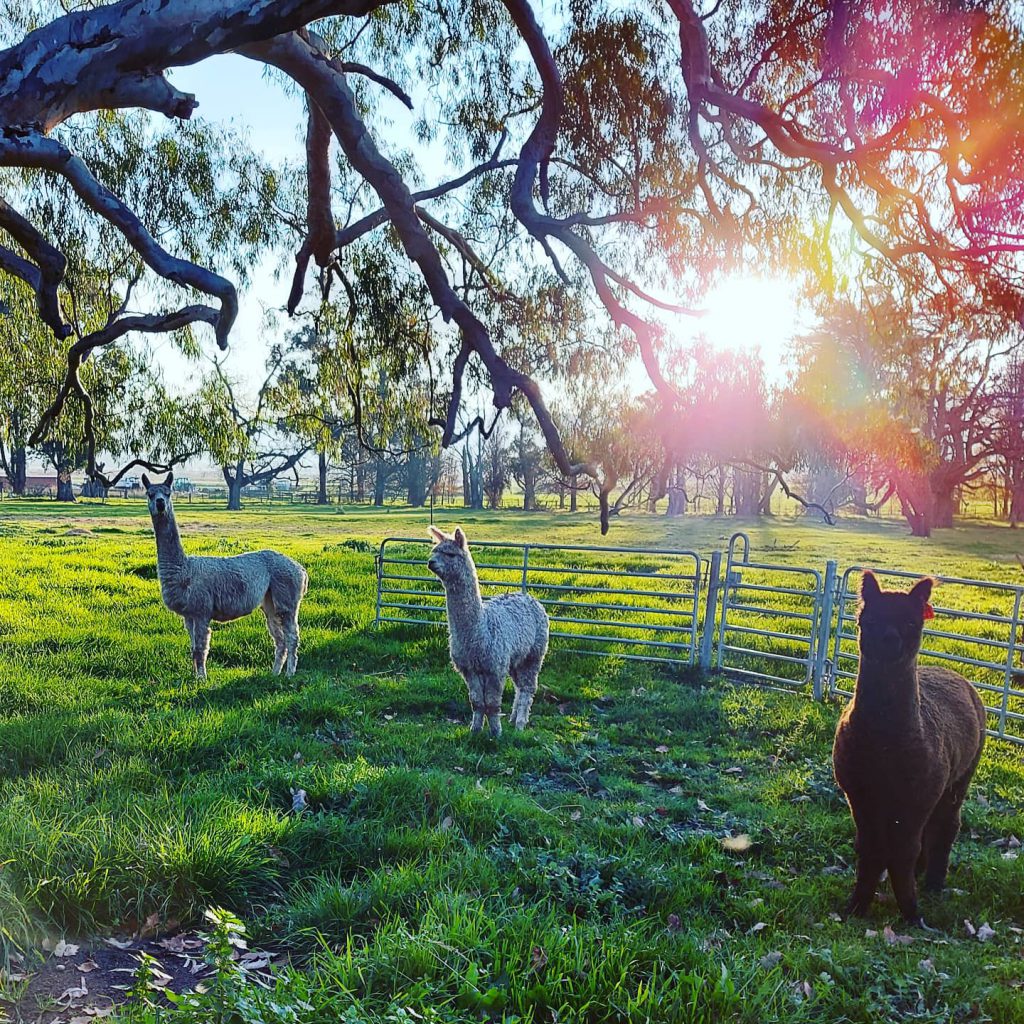 Olinda Yarra - Best Marquee Wedding Venues in Melbourne - Parties2Weddings